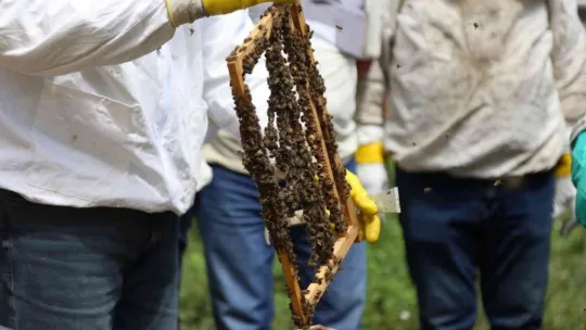 Emekli olduktan sonra huzuru arılarda buldu