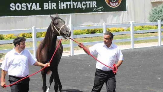 Ev fiyatına tay