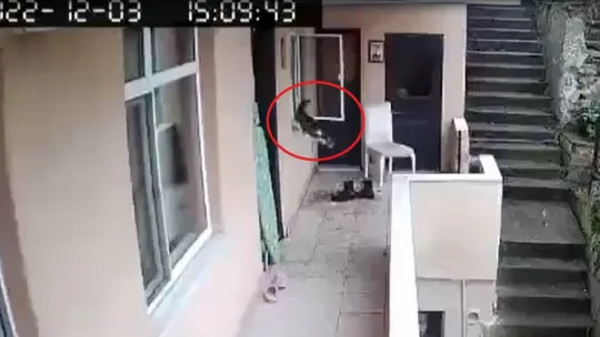 Evden kaçan kediyi böyle yumrukladı