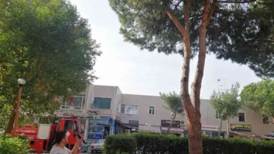 Evden kaçan kediyi ağaçtan itfaiye ekipleri kurtardı