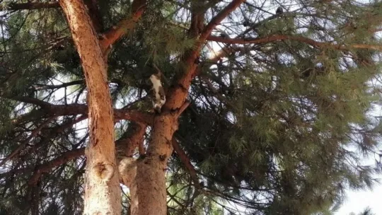 Evden kaçan kediyi ağaçtan itfaiye ekipleri kurtardı