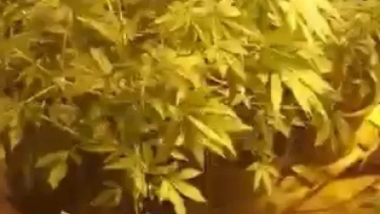 Evin içini seraya çevirip, uyuşturucu yetiştirmişler!