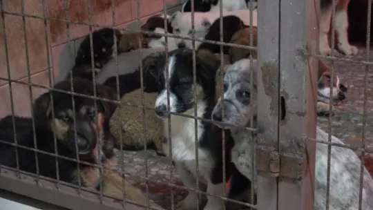 Köpekleri yangında telef olmuştu, yeni bir köpek istiyor