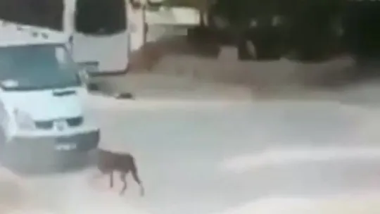 Ezdiği kedi can çekişirken bir kez daha üzerinden geçti!