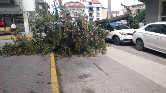 Fırtınanın devirdiği ağaç, otomobilin üzerine düştü