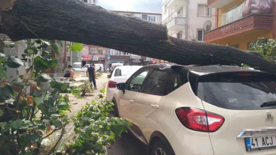 Fırtınanın devirdiği ağaç, otomobilin üzerine düştü