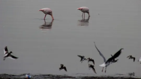 Flamingolar İzmit Körfezi'ni mesken tuttu