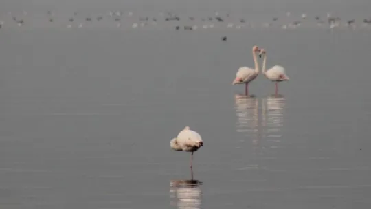 Flamingolar İzmit Körfezi'ni mesken tuttu