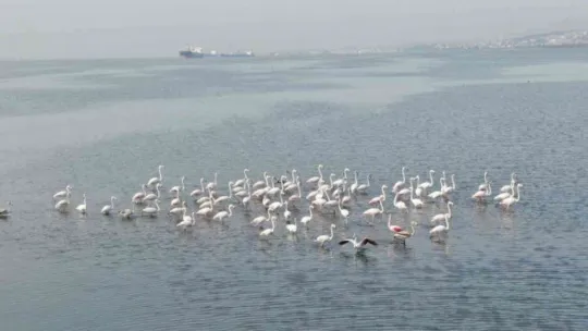 Flamingoların İzmit Körfezi'ne olan tutkusu fotoğraf karesine yansıdı