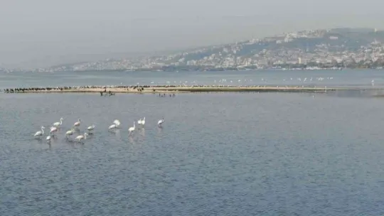 Flamingoların İzmit Körfezi'ne olan tutkusu fotoğraf karesine yansıdı
