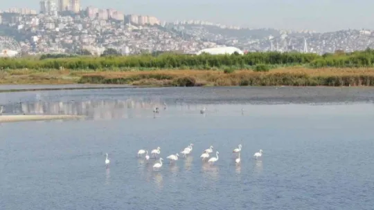 Flamingoların İzmit Körfezi'ne olan tutkusu fotoğraf karesine yansıdı