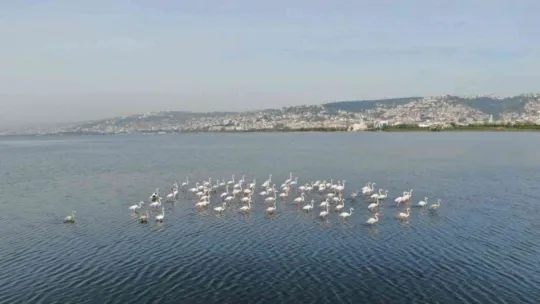 Flamingoların İzmit Körfezi'ne olan tutkusu fotoğraf karesine yansıdı