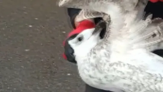 Gagasına kanca takılan martı uzun süre hareketsiz kaldı
