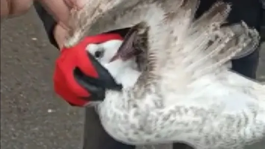 Gagasına kanca takılan martı uzun süre hareketsiz kaldı
