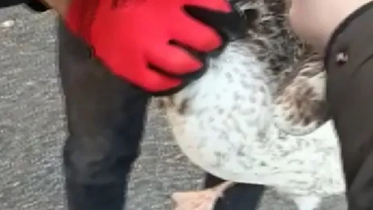 Gagasına kanca takılan martı uzun süre hareketsiz kaldı