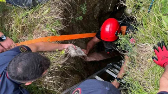 Gebe inek definecilerin kazdığı kuyuya düştü: Kurtarmak saatler sürdü
