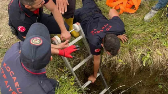 Gebe inek definecilerin kazdığı kuyuya düştü: Kurtarmak saatler sürdü
