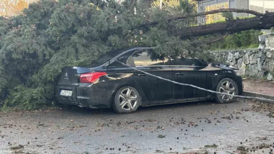 Gebze'de fırtınada iki otomobilin üzerine ağaç devrildi