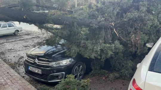 Gebze'de fırtınada iki otomobilin üzerine ağaç devrildi