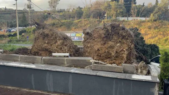 Gebze'de fırtınada iki otomobilin üzerine ağaç devrildi