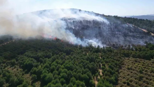 Gebze'deki orman yangını kontrol altına alındı
