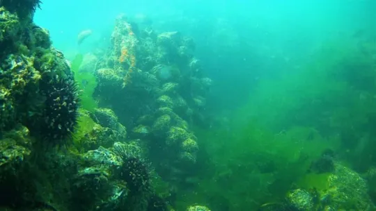 Gebze'de balıkçılar deniz altındaki müsilajdan şikayetçi