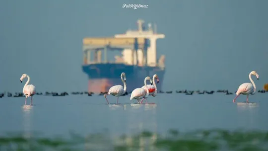 Gerçek bir hayvansever