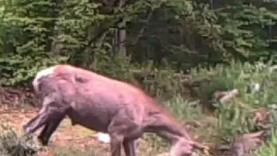 Geyiğin su keyfi fotokapanla görüntülendi