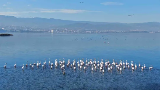 Göç etmeyen flamingolardan görsel şölen