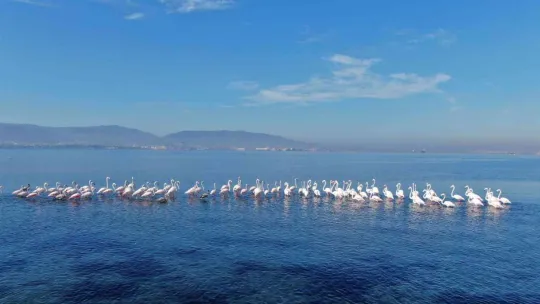 Göç etmeyen flamingolardan görsel şölen