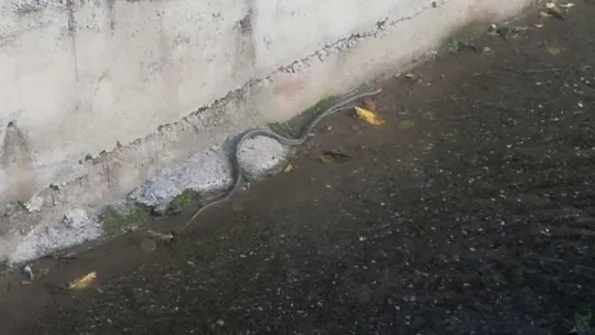 Gölcük'te bir evin bahçesindeki tandıra giren yılan korkuttu!