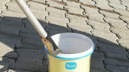Gölcük'te bir evin bahçesindeki tandıra giren yılan korkuttu!