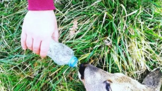 Gölkay'da yaralı bulunan karaca tedavi altına alındı