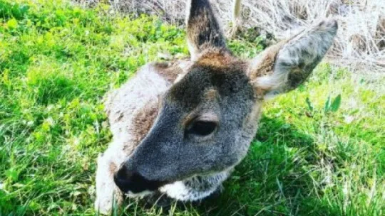 Gölkay'da yaralı bulunan karaca tedavi altına alındı