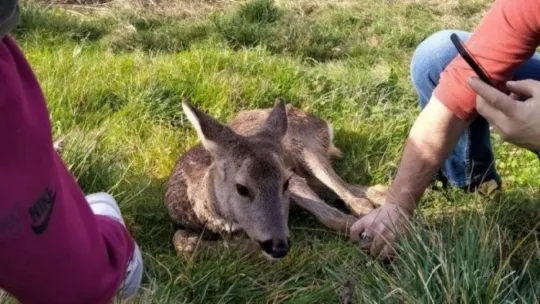Gölkay'da yaralı bulunan karaca tedavi altına alındı