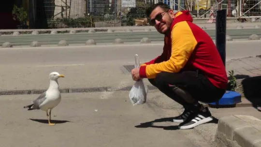Görenler şaşırıyor: Martı ile esnafın tebessüm ettiren dostluğu