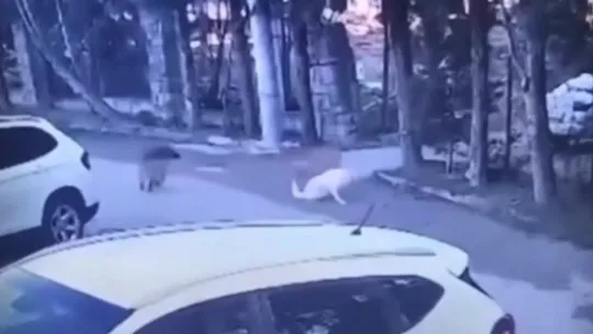 Göz göre göre köpeği ezmişti, o sürücü yakalandı