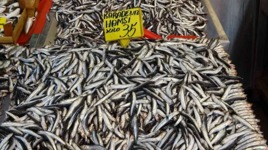 Hamsi 35 liraya düştü!