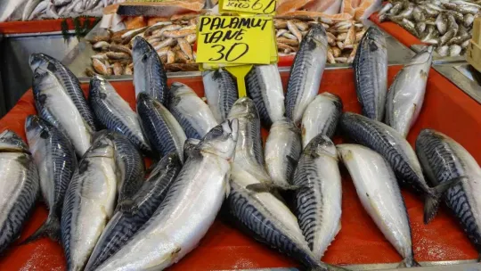 Hamsi 35 liraya düştü!