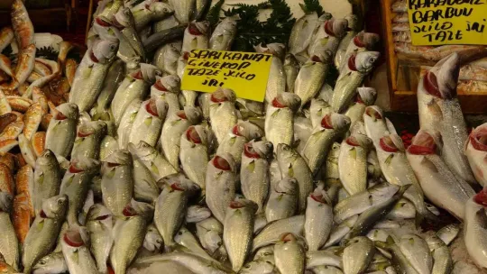 Hamsi 35 liraya düştü!