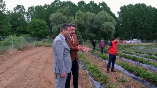 Çilek tarlasını talan ettiler