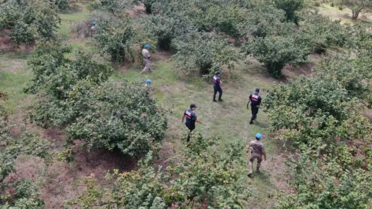 Hasat zamanı hırsızlara göz açtırılmıyor, komando birlikleri gece gündüz nöbet tutuyor