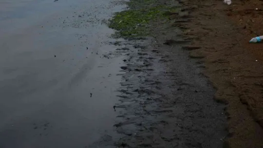 Hayvan gübresinin atıldığı sahil, şimdi de simsiyah oldu
