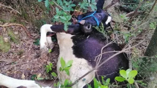 Hayvanı kurtaramayınca, çareyi kesmekte buldular!