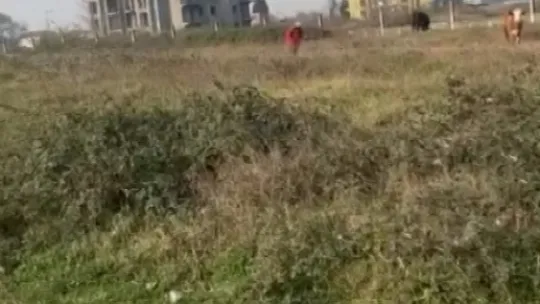 Hayvanlarını otlatan kadına şok sözler!