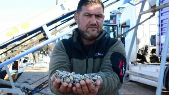 Kocaeli'den çıkan kum midyeleri dünyaya yayılıyor