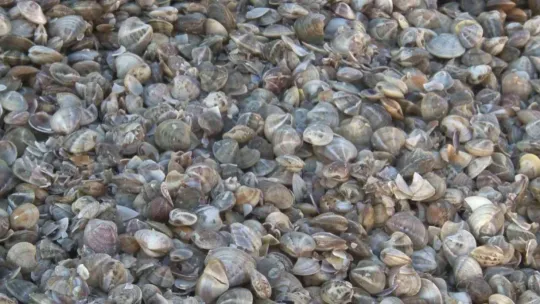 Kocaeli'den çıkan kum midyeleri dünyaya yayılıyor