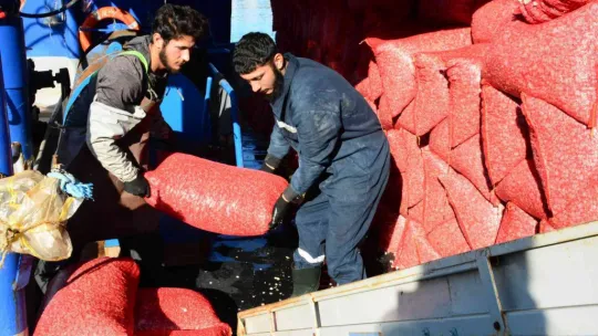 Kocaeli'den çıkan kum midyeleri dünyaya yayılıyor