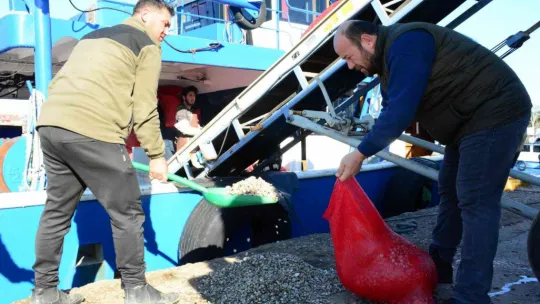 Kocaeli'den çıkan kum midyeleri dünyaya yayılıyor
