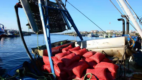 Kocaeli'den çıkan kum midyeleri dünyaya yayılıyor
